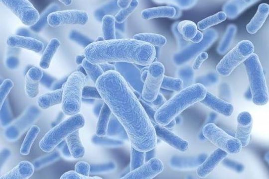 Synanthrin…