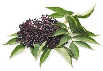 Hot Selling Improve Immunity Organic Natural Black Standardise elderberry fruit extract powder Anthocyanin 25%
