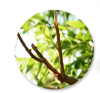 Herbal Extract Powder Natural white willow bark extract Salicin 10%~98%