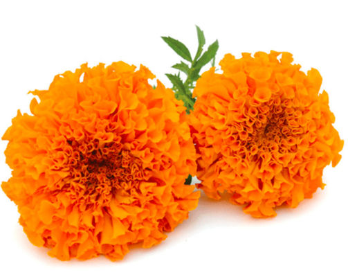 Herbal Extract Powder Top Quality Marigold Extract Lutein Powder