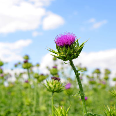 Herbal Extract Powder 100% Natural Milk Thistle Milk_Thistle 80% Silymarin