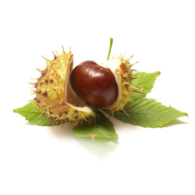 High Quality Horse Chestnut Extract Aescins 20% in bulk